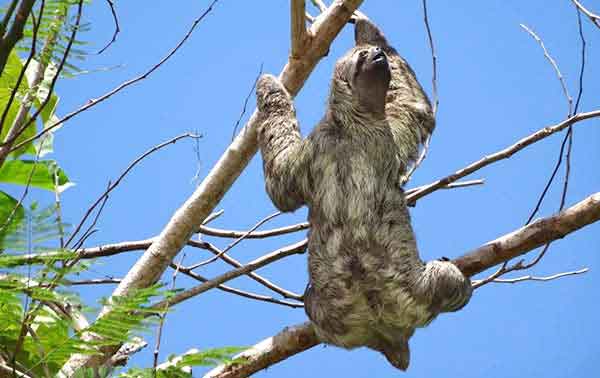 Sloth in a tree
