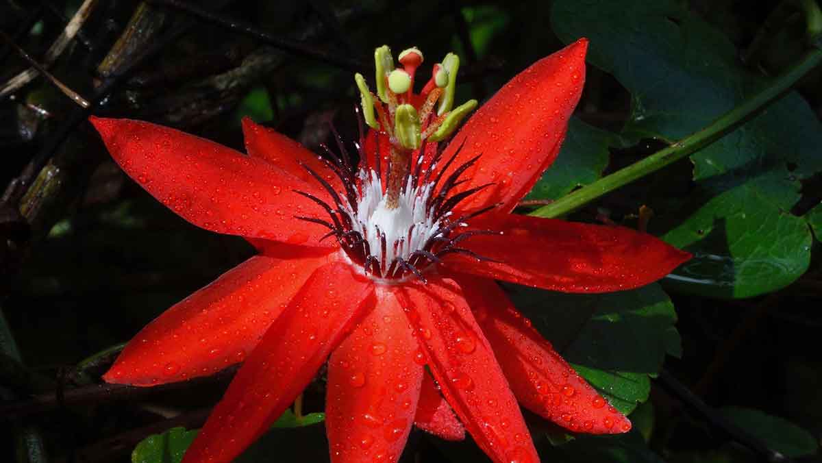 A Passion Flower from Costa Rica
